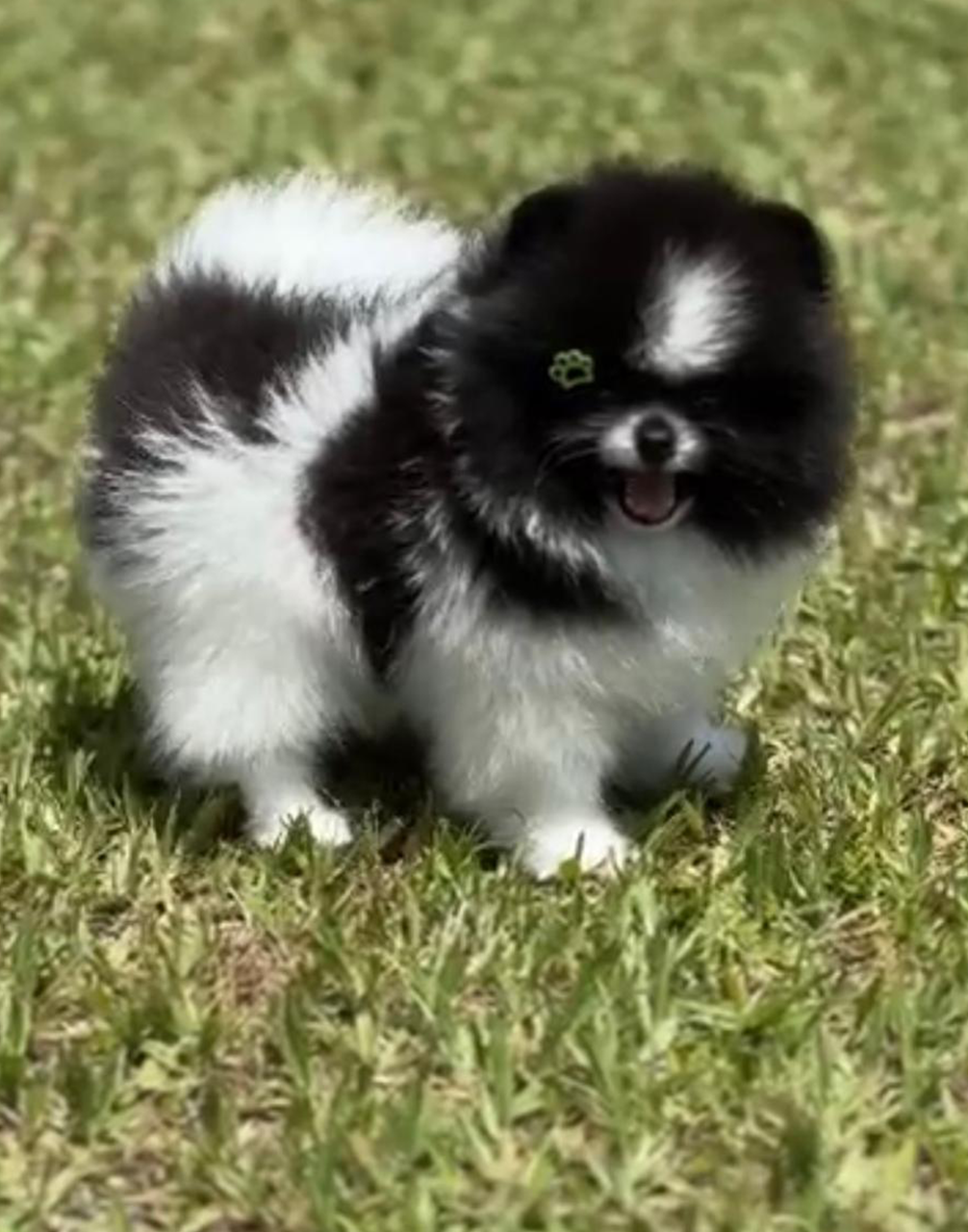 Macho Preto e Branco