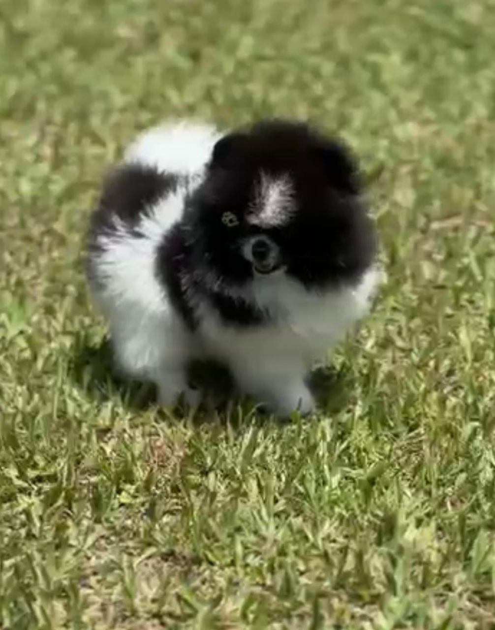 Macho Preto e Branco