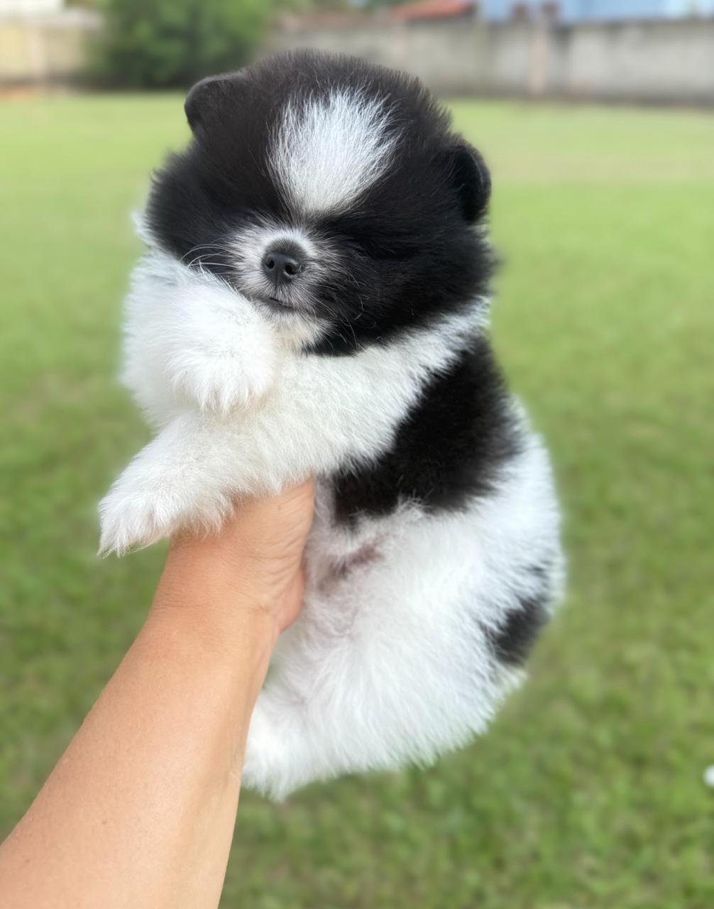 Macho Preto e Branco