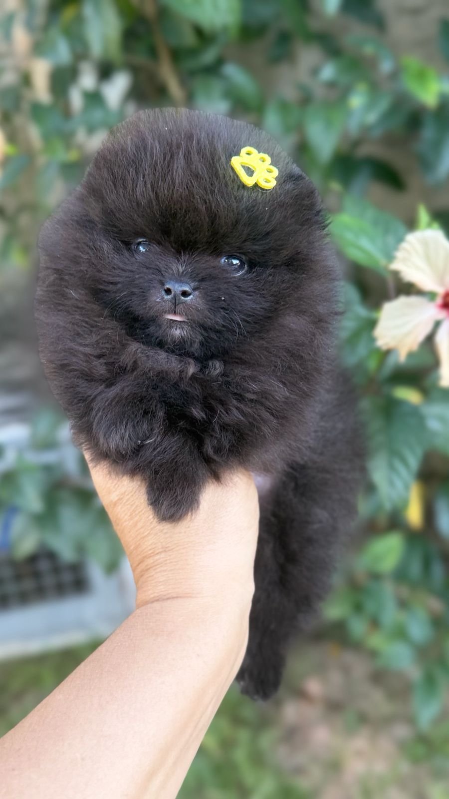 Macho Preto