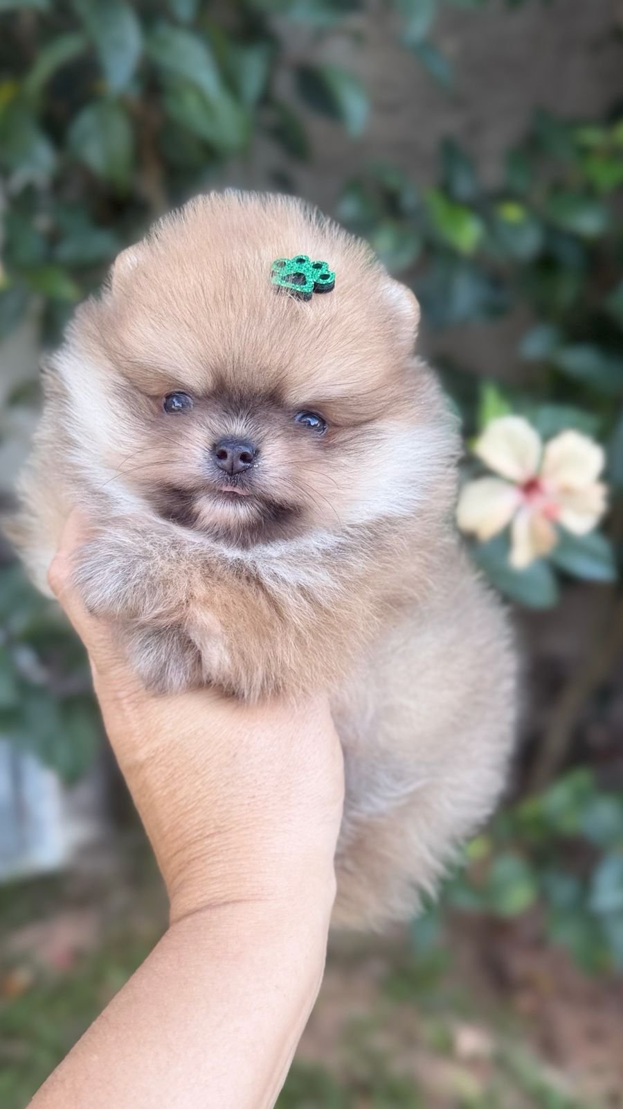 Macho Laranja