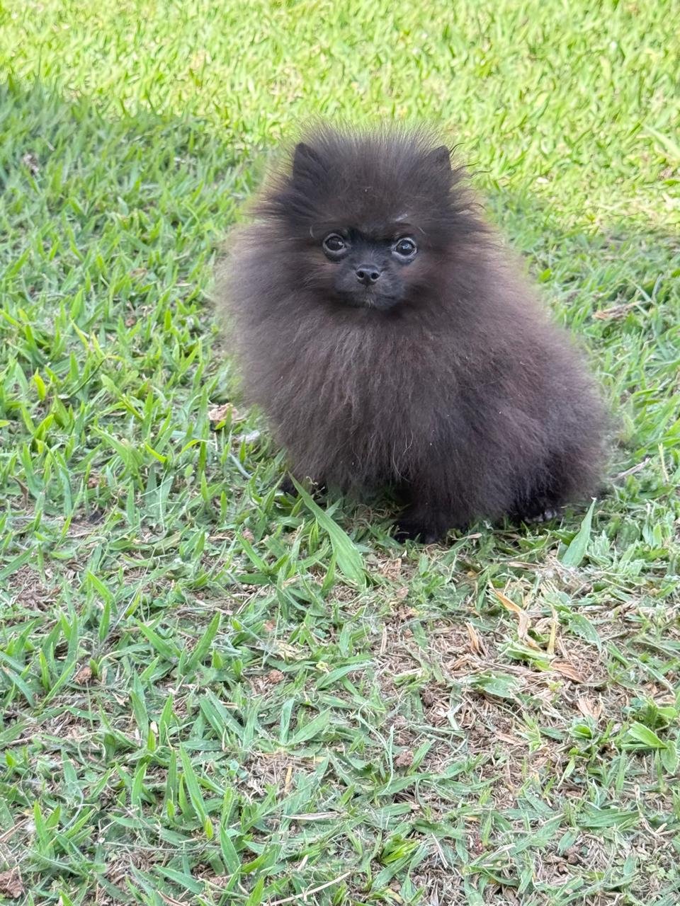 Macho Preto